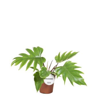 ME Philodendron Mayoi | Topfgröße 15 | Pro 3 Stück