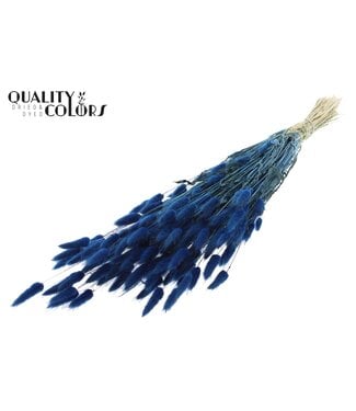 QC Lagurus dried flower dark blue | Length 60 centimetres | Per 6 bunches