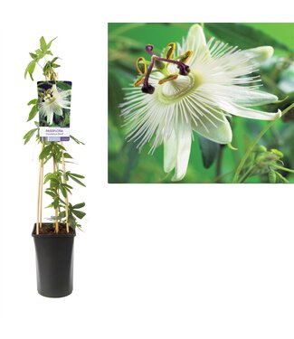 ME Passiflora 'constance Elliott' +light Label | Pot size 17 | Each