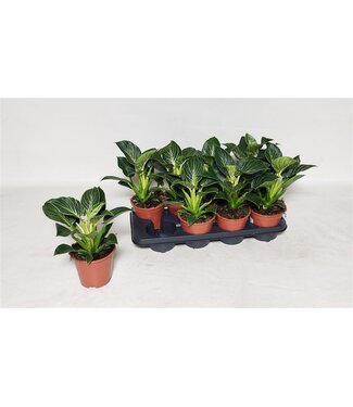 ME Philodendron Birkin | Pot size 14 | 8 pieces