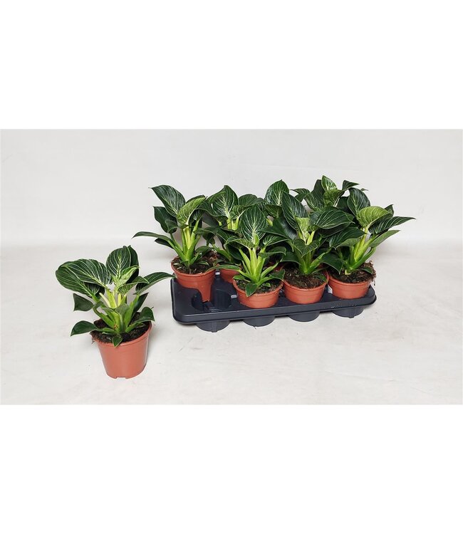 Philodendron Birkin | Pot size 14 | 8 pieces