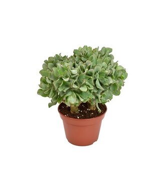 ME Crassula Arborescens Undilatifolia | Pot size 15 | Per 6 pieces