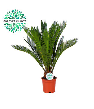 ME Cycas Revoluta | Potmaat 17 | Per 6 stuks