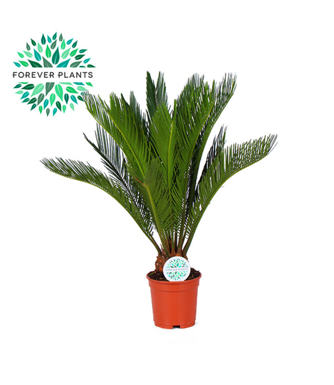 Cycas Revoluta | Pot size 17 | Per 6 pieces