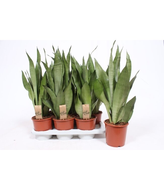 Sansevieria Moonshine | Per 6 pieces