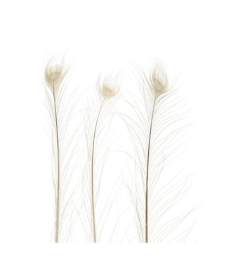 4A Plumes de paon blanc | Longueur 100 centimètres | Par 10 pièces