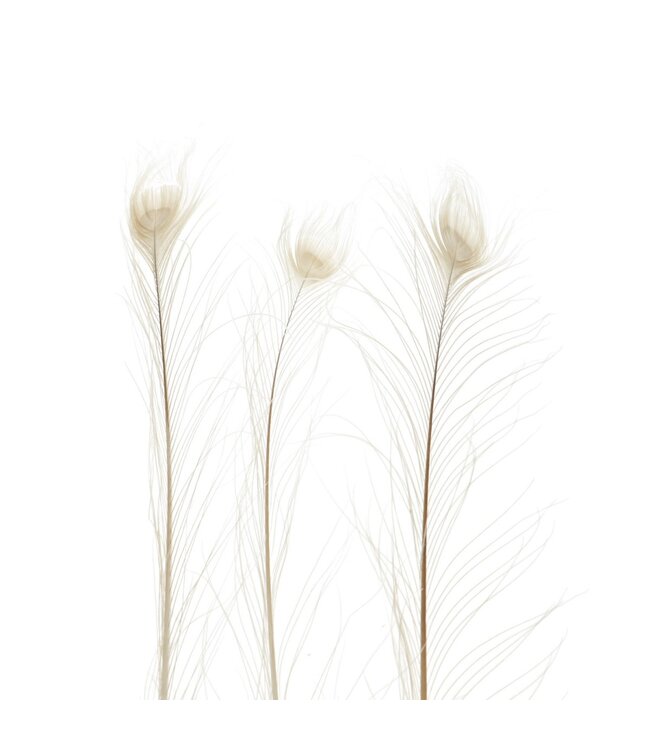 White peacock feathers | Length 100 centimetres | Order per 10 feathers