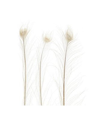 4A Feathers peacock feathers white | Length 100 centimetres | Per 10 pieces