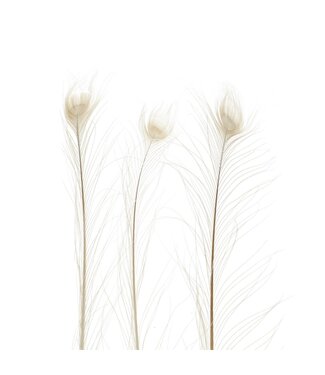 4A Plumes de paon blanches | Longueur 100 centimètres | Par 10 pièces