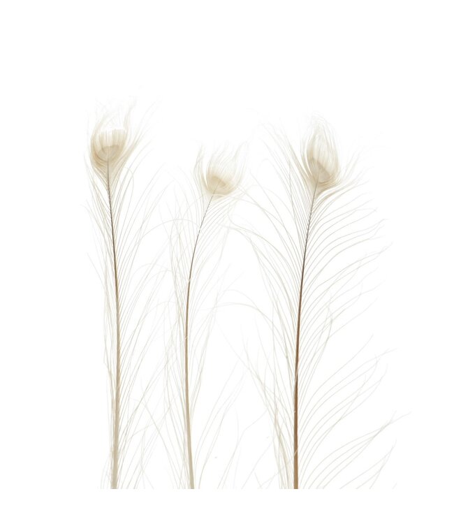Plumes de paon blanc | Longueur 100 centimètres | Commande par 10 plumes