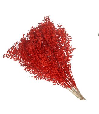 4A Red dried Ruscus | Length 65 centimetres | Per 25 branches