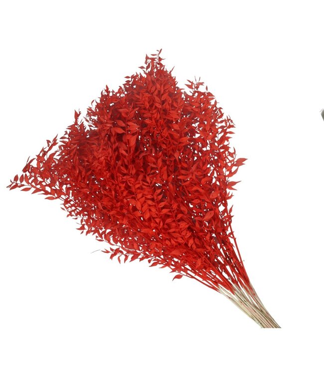 Red dried Ruscus | Length 65 centimetres | Ordered per 25 pieces