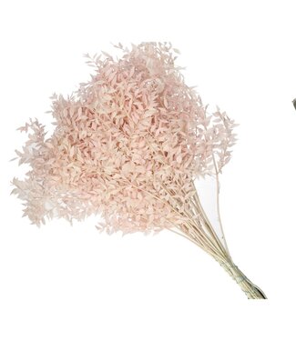 4A Light pink dried Ruscus | Length 65 centimetres | Per 25 branches