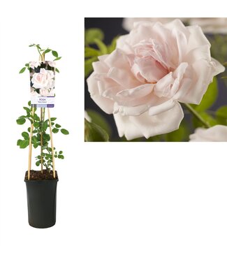 ME Rosa 'new Dawn' +light Label | Pot size 17 | Each