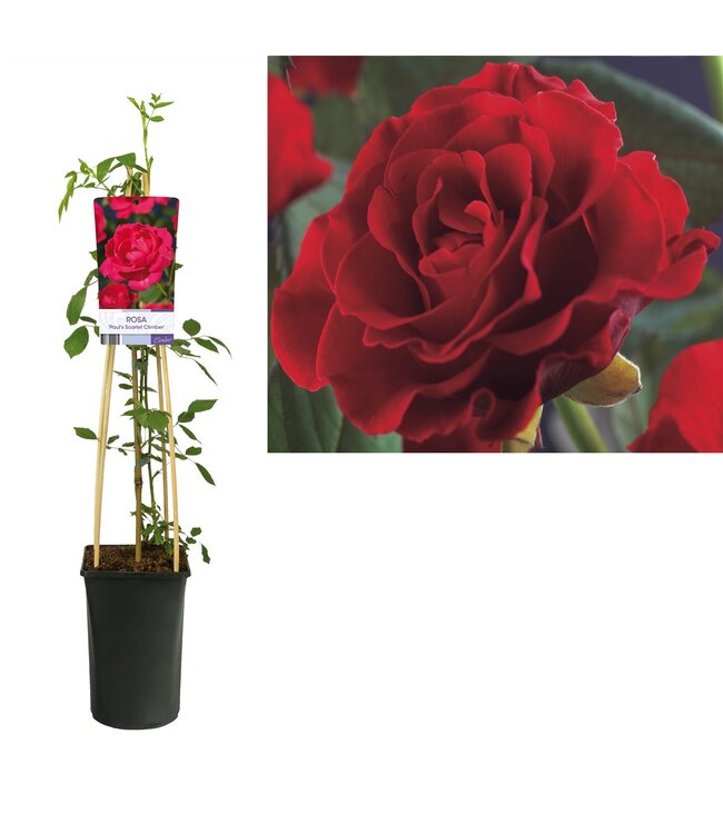 Rosa 'paul's Scarlet Climber' +light Label | Pot size 17 | Per piece