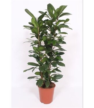 ME Ficus Cyathistipula 2pp | Per piece