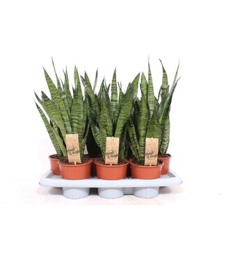 ME Sansevieria Zeylanica | Topfgröße 14 | Pro 4 Stück