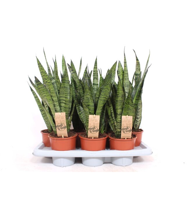 Sansevieria Zeylanica | Topfgröße 14 | Pro 4 Stück