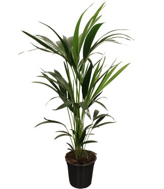 ME Howea forsteriana (Kentia) 5 pit 100-120cm | Per stuk