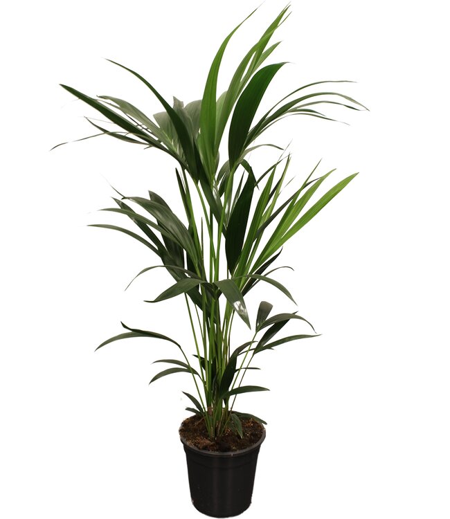 Howea forsteriana (Kentia) 5 pit 100-120cm | Per stuk