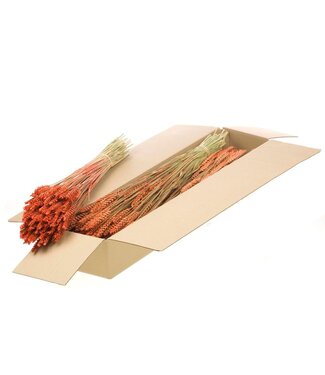 LDD Burnt orange dried wheat | Triticum dried flowers | Per 4 bunches