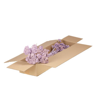 LDD Achillea parker lilac matt | Yarrow dried flowers | Per 3 pieces