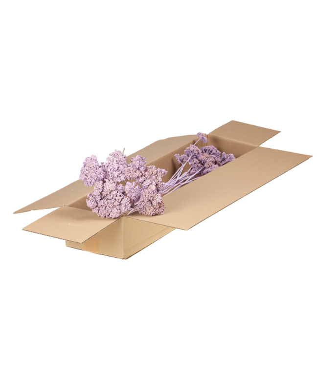 Achillea parker lilac matt | Schafgarbe getrocknete Blüten | Bestellt zu 3 Stück