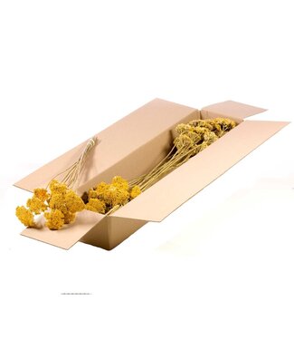 LDD Naturel geel Achillea parker  | Duizendblad droogbloemen | Per 3 stuks