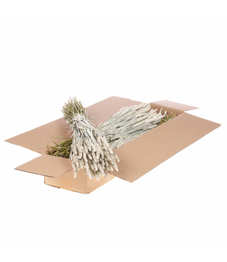 LDD Wit mat gedroogde tarwe  | Triticum droogbloemen | Per 4 bossen