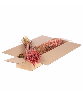 LDD Pink dried wheat | Triticum dried flowers | Per 4 bunches