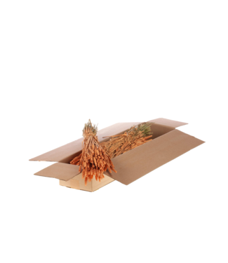 LDD Coral colour matt dried wheat | Triticum dried flowers | Per 4 bunches