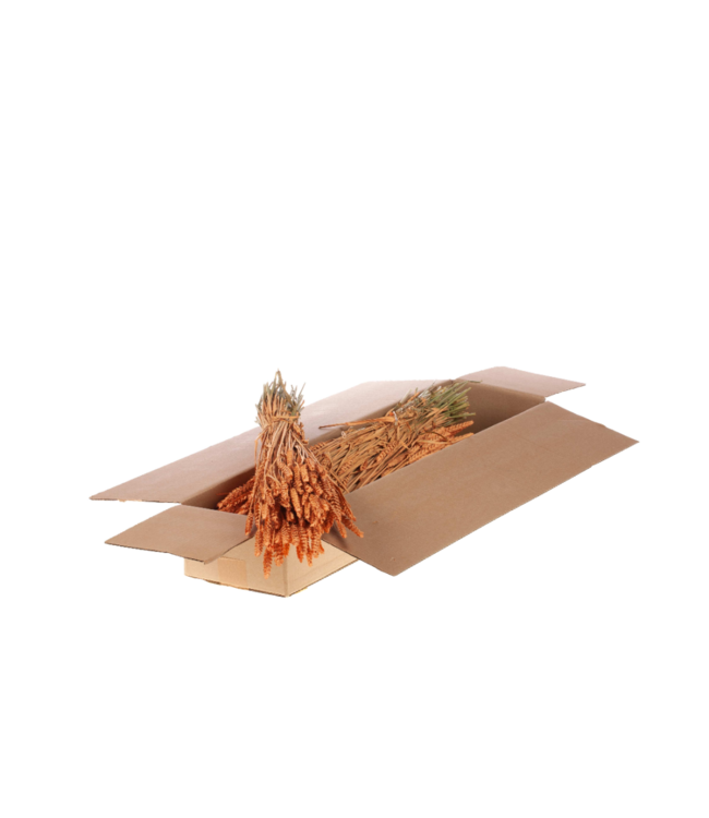 Coral-coloured frosted dried wheat | Triticum dried flowers | Order per 4 bunches