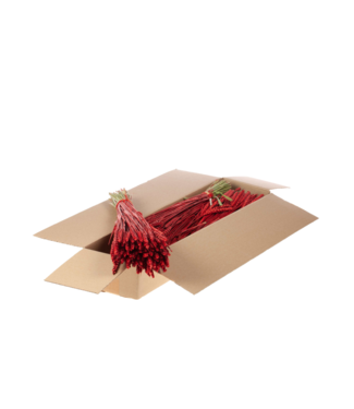 LDD Rood met glitters gedroogde tarwe  | Triticum droogbloemen | Per 4 bossen