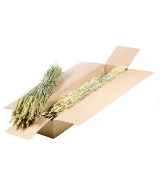 LDD Natural green dried wheat | Triticum dried flowers | Per 4 bunches