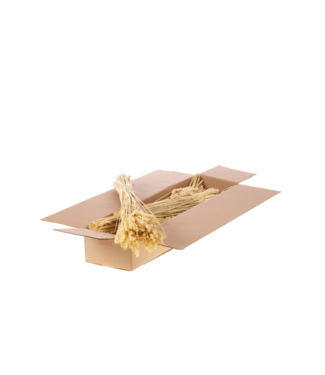 LDD Bleached white dried wheat | Triticum dried flowers | Per 5 bunches