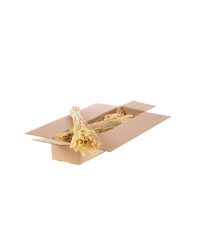 Bleached white dried wheat | Triticum dried flowers | Order per 5 bunches