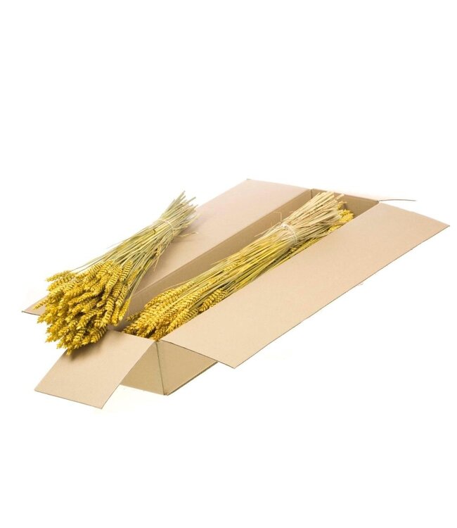Blé séché jaune | Triticum fleurs séchées | À commander par 4 bouquets