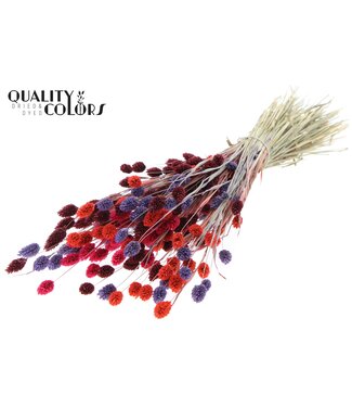 QC Mixed colours IX dried canary grass | Phalaris dried flowers | Length 60 centimetres | Per 6 bunches