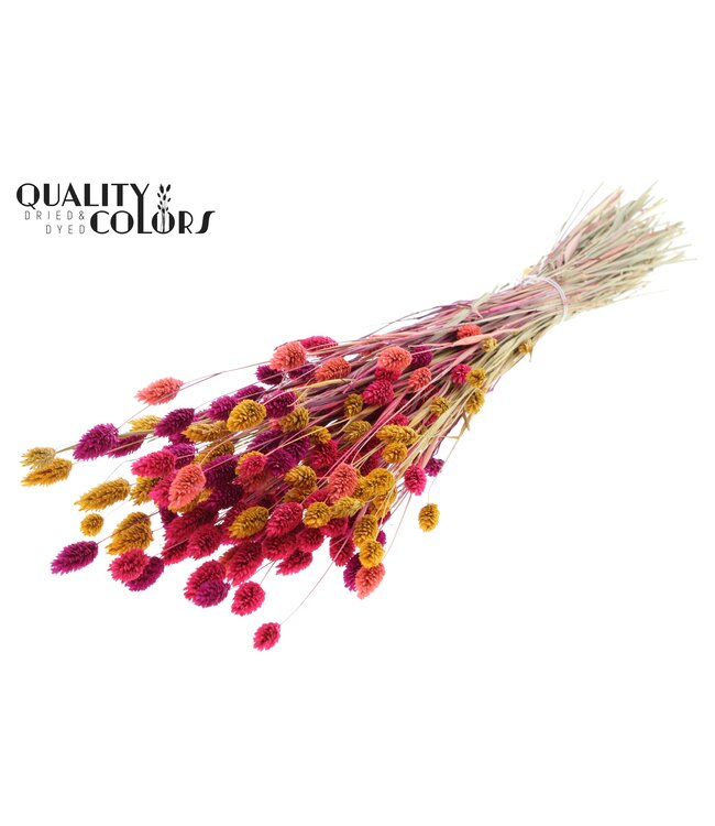 Mixed colours X dried canary grass | Phalaris dried flowers | Length 60 cm | Order per 6 bunches