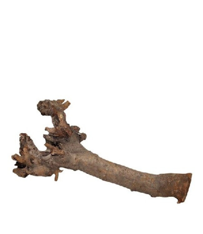 Natural Brown Dried Kuwa Root Deco | Length 40 centimetres | Available per piece