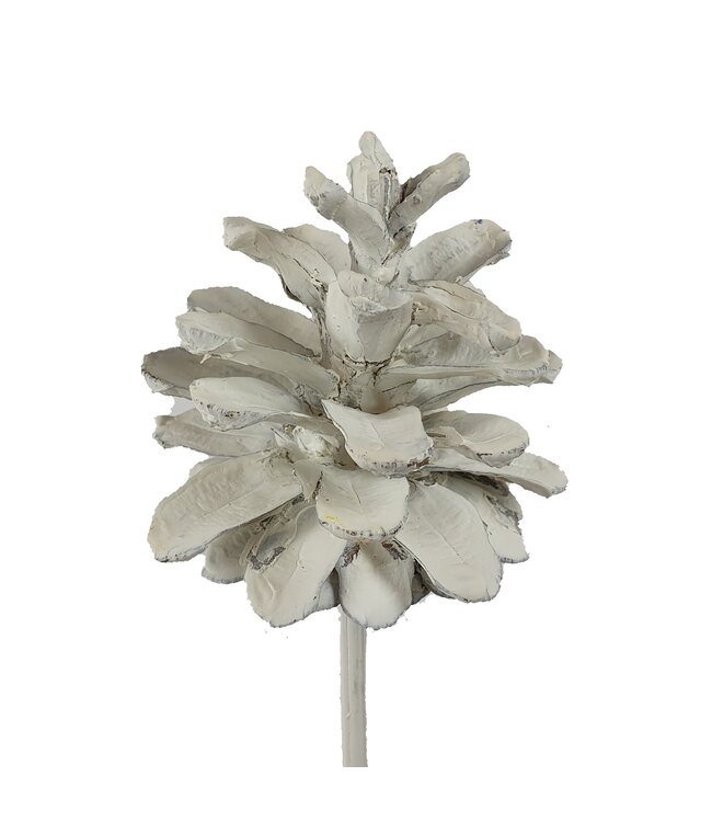 White pine cones on stick | Diameter 5 - 7 centimetres | Order per 150 pieces