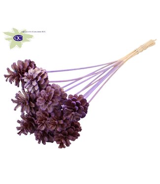 QC Intense milka coloured pine cones side plugs on stick | Diameter 5 - 7 centimetres | Per 50 pieces