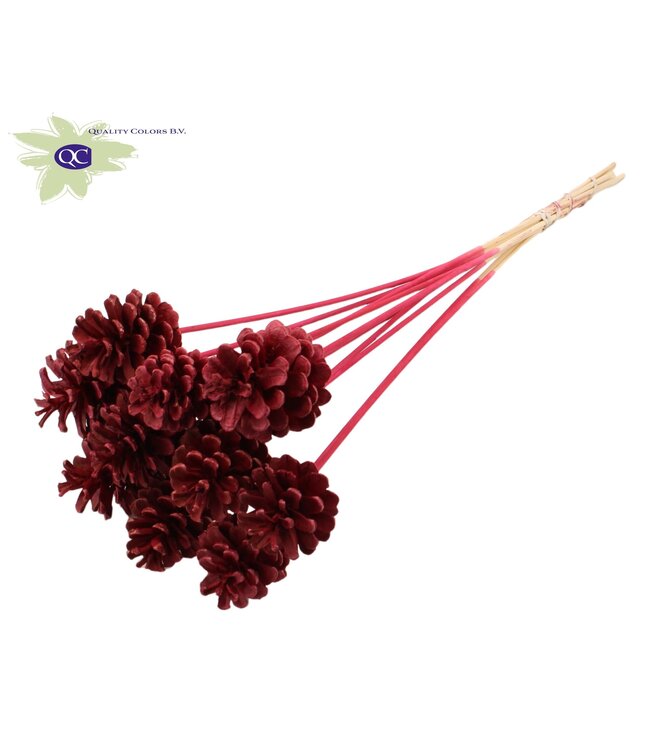 Intense burgundy pine cones side plugs on stick | Diameter 5 - 7 centimetres | Order per 50 pieces