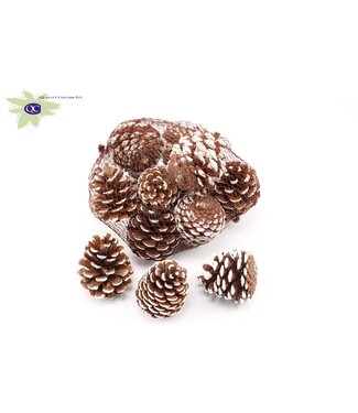 QC Naturelle dennenappels wit getipt in een netje | Diameter 7 - 10 centimeter | Per 4 stuks x 10