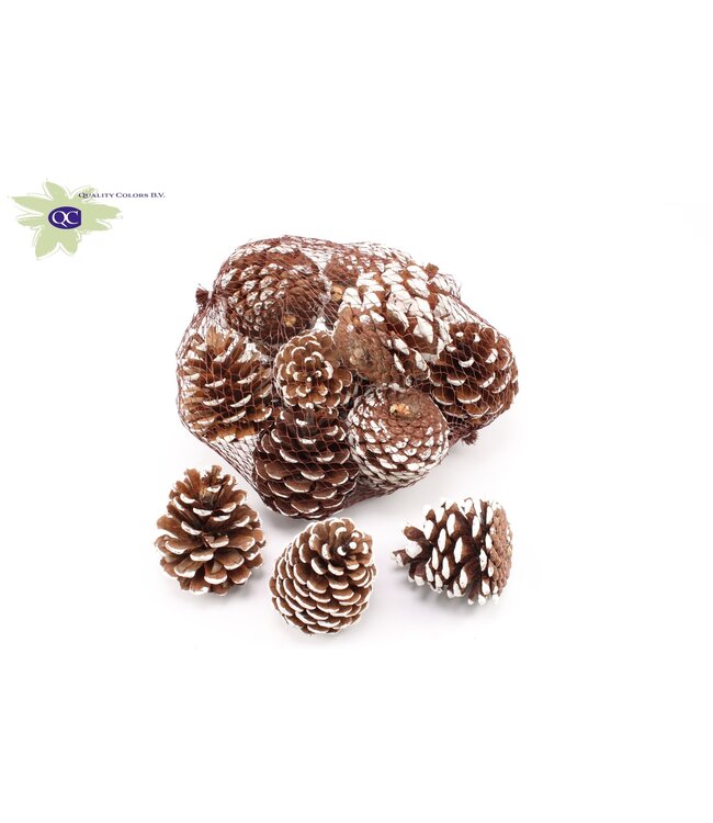 Naturelle dennenappels wit getipt in een netje | Diameter 7 - 10 centimeter | 10 dennenappels in een netje | Per 4 netjes te bestellen