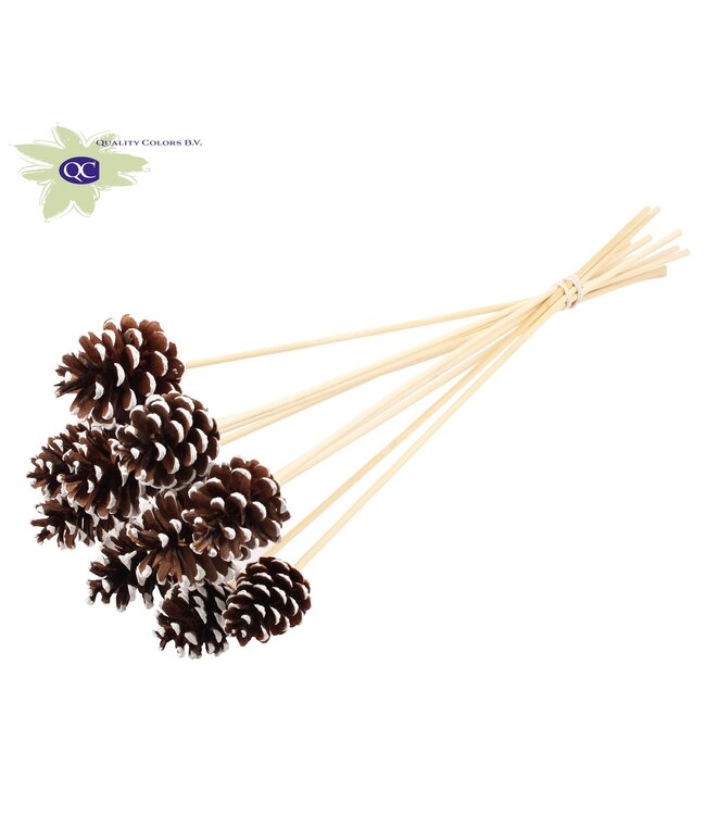 Natural pine cones white tipped on stick | Diameter 5 - 7 centimetres | Order per 150 pieces