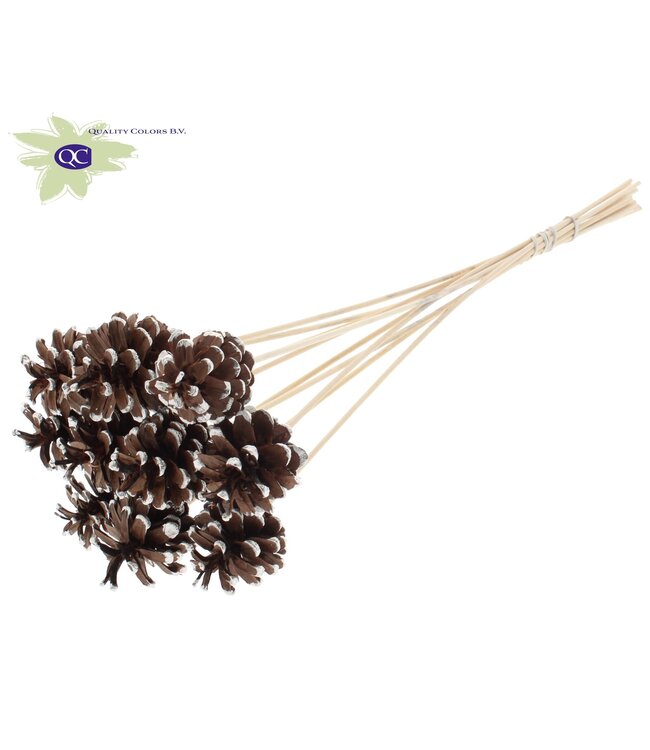 Natural pine cones platinum-tipped side plugs on stick | Diameter 5 - 7 centimetres | Ordered per 50 pieces