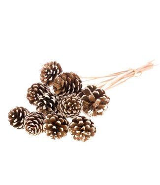 LDD Natural pine cones white tipped side plugs on stick | Diameter 4 - 6 centimetres | Per 15 pieces x 10