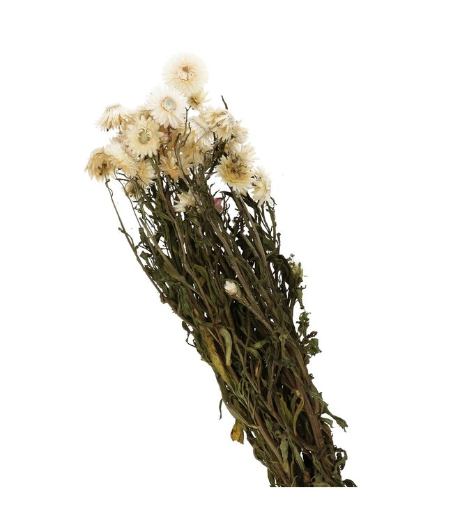 White dried straw flowers | Helichrysum dried flowers | Length 40-60 centimetres | Order per bunch