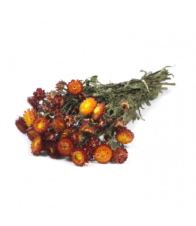 Red dried straw flowers | Helichrysum dried flowers | Length 40-60 centimetres | Order per bunch